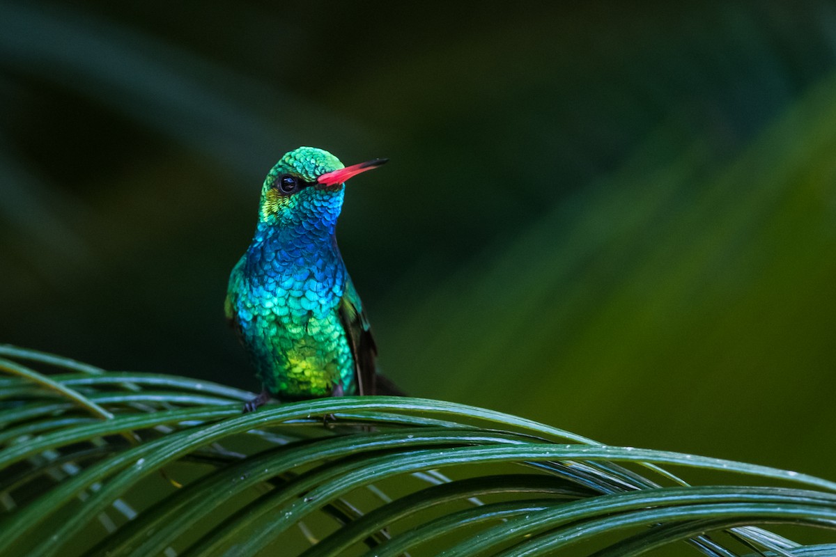 Glittering-bellied Emerald - ML330792051