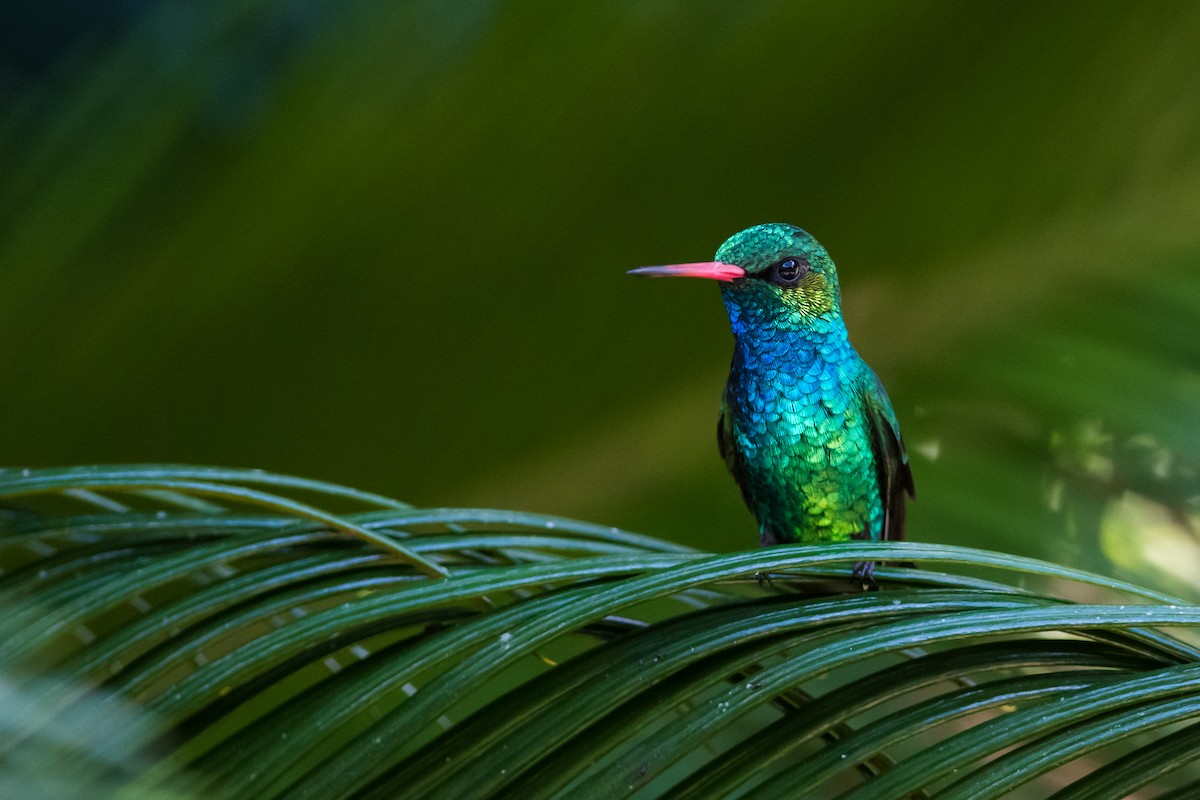 Glittering-bellied Emerald - ML330792071