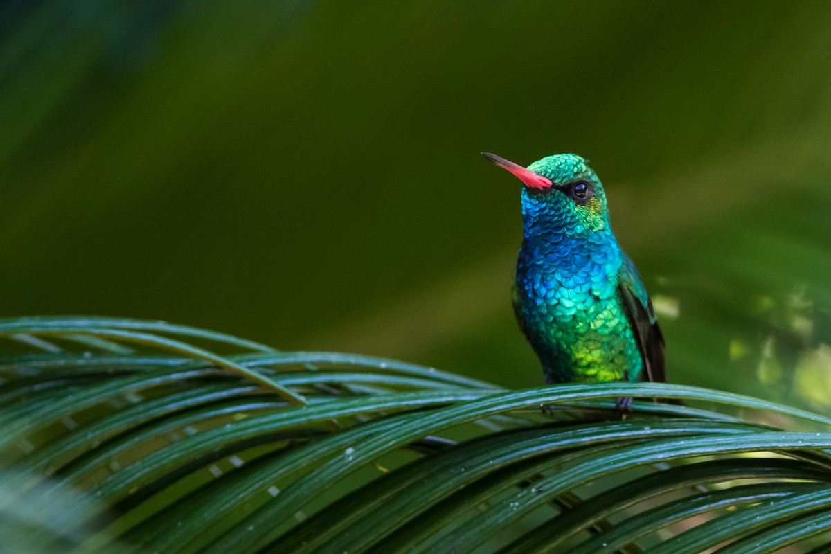 Glittering-bellied Emerald - ML330792081