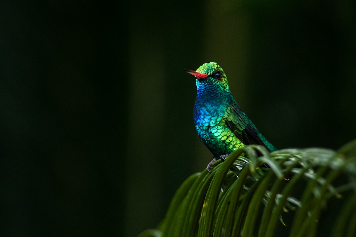 Glittering-bellied Emerald - ML330792231