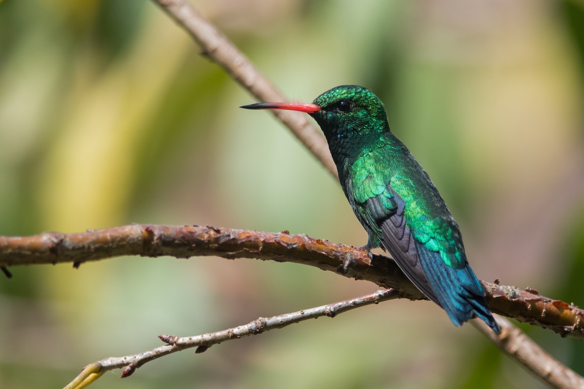 Glittering-bellied Emerald - ML330792251