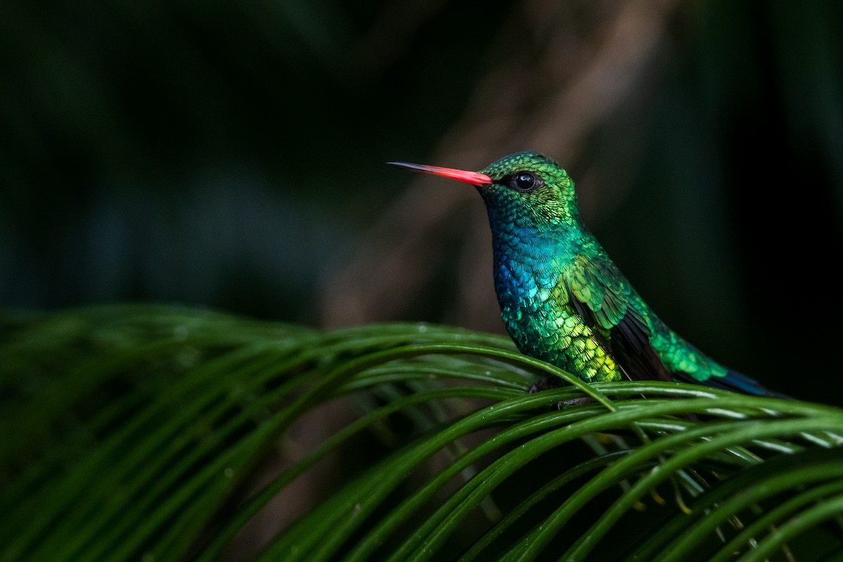 Glittering-bellied Emerald - ML330792261