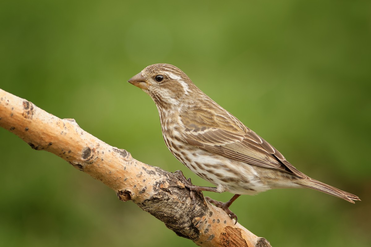 Purple Finch - ML330794321