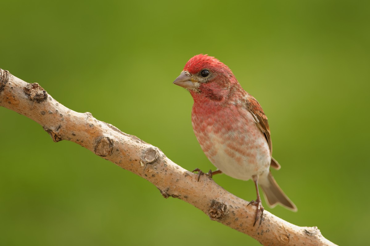 Purple Finch - ML330794331