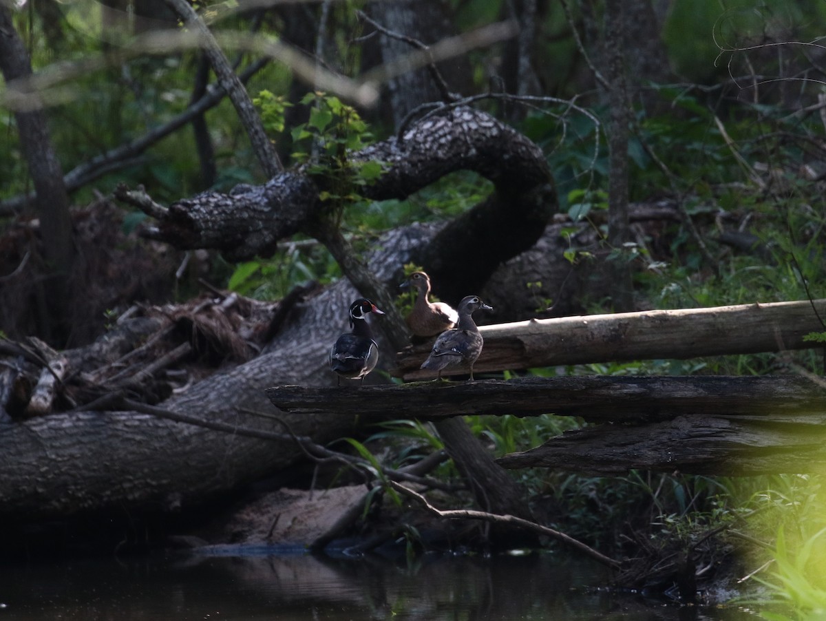 Wood Duck - Margareta Wieser