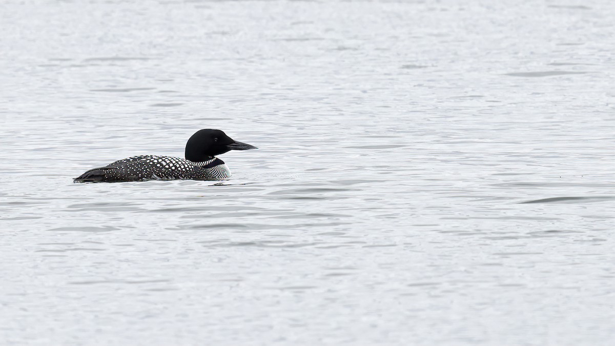 Common Loon - ML330802031