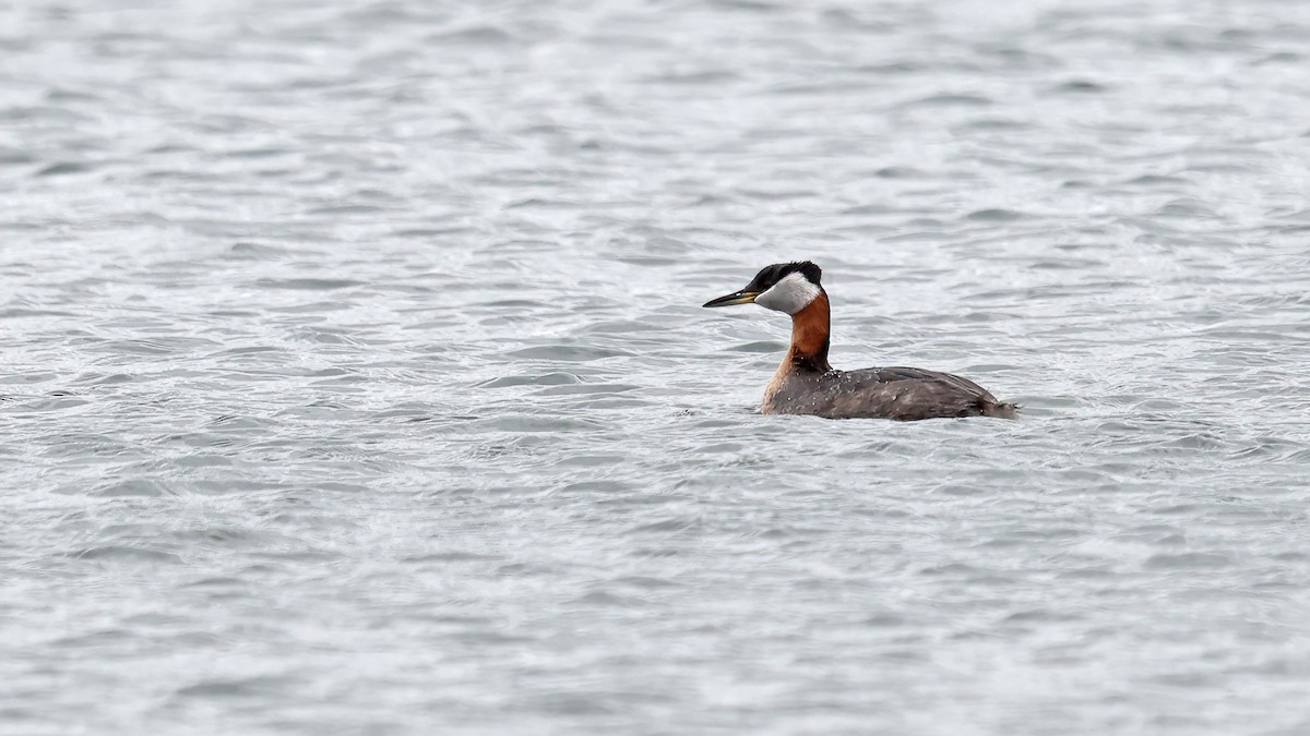 Red-necked Grebe - ML330803071