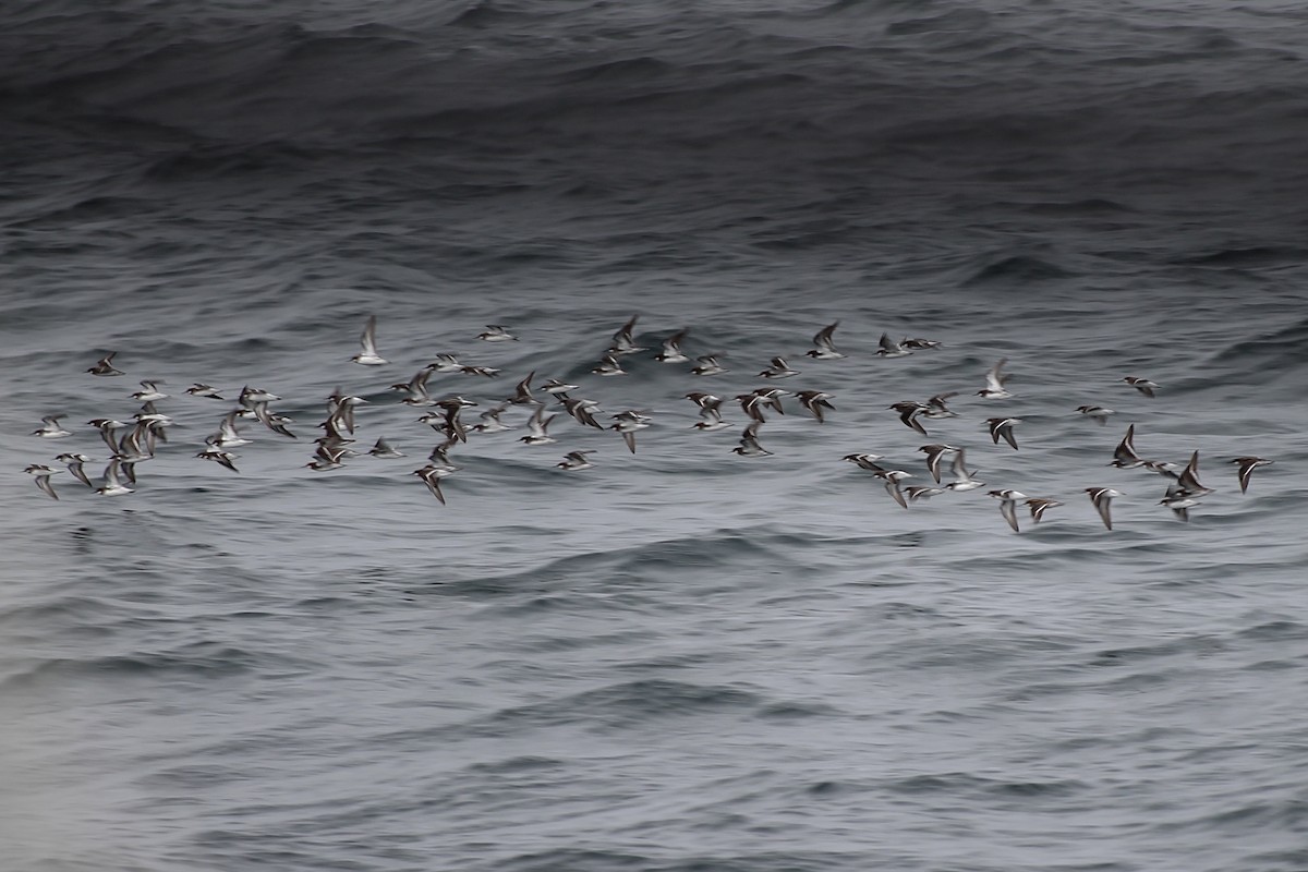 Red-necked Phalarope - ML330804511