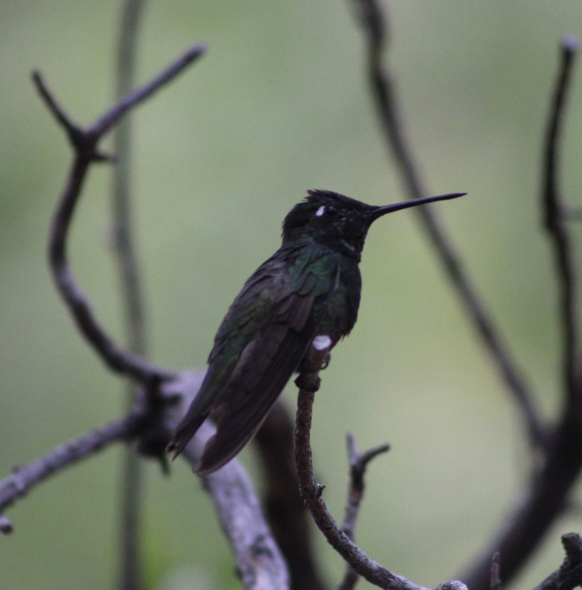 Rivoli's Hummingbird - ML330805111