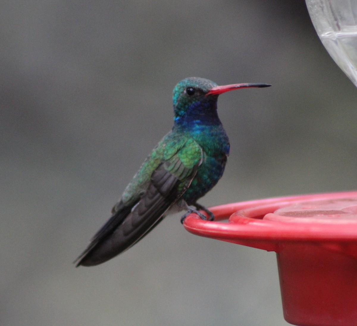 Broad-billed Hummingbird - ML330805811