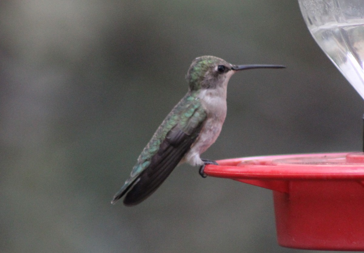 Black-chinned Hummingbird - ML330806141