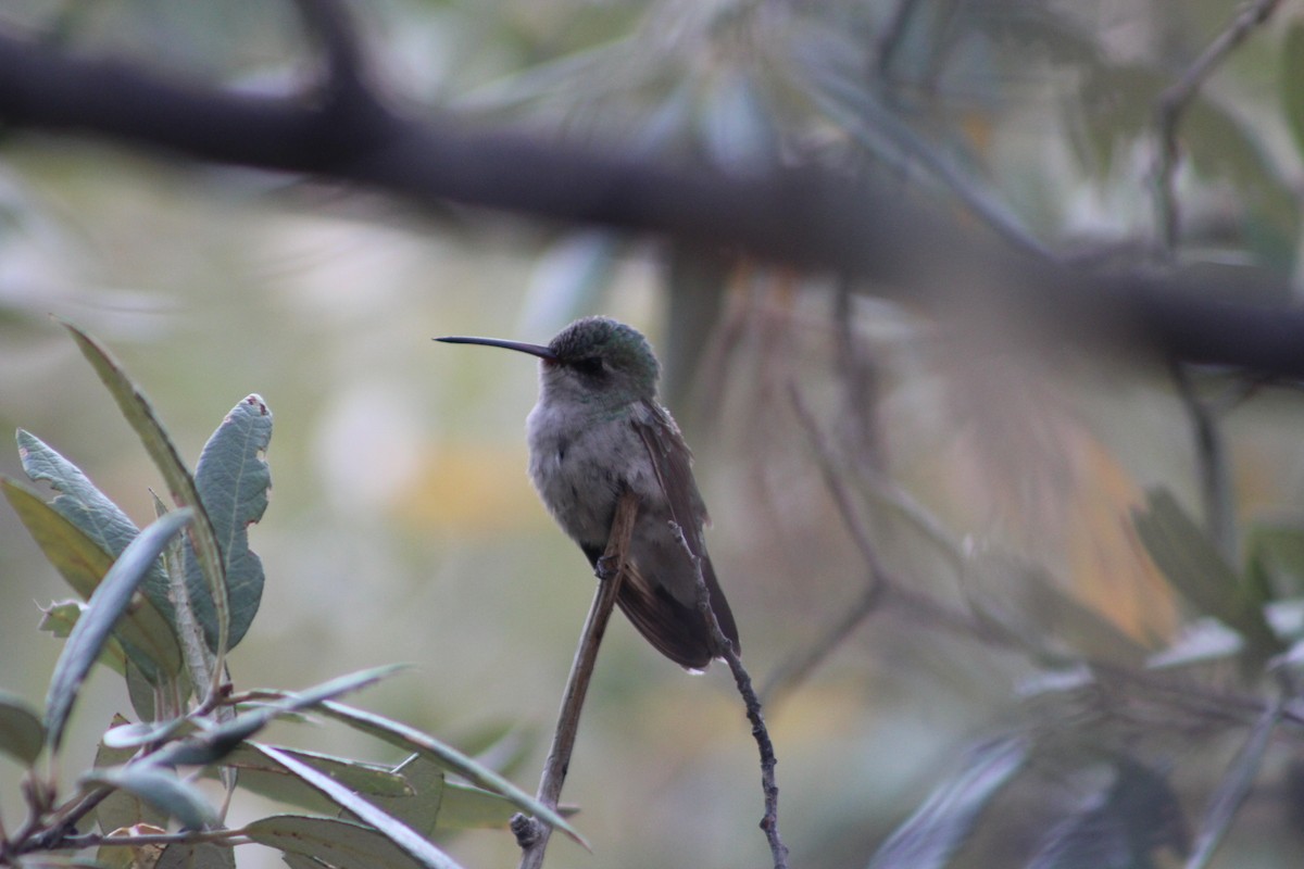 Broad-billed Hummingbird - ML330807041