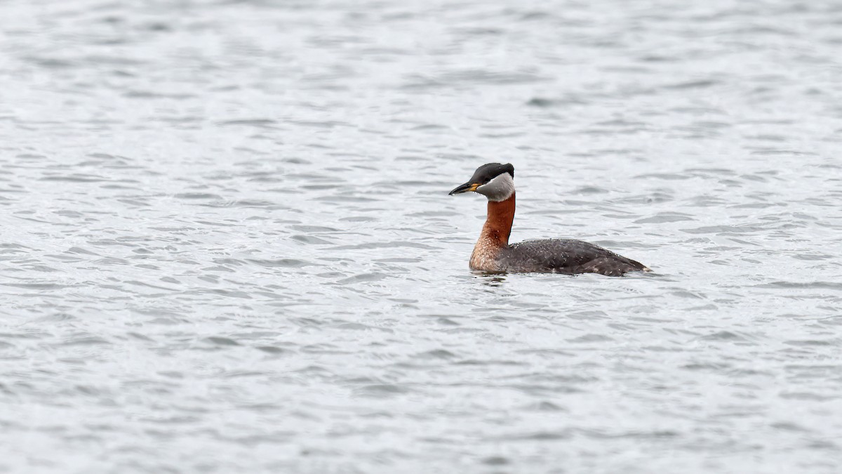 Red-necked Grebe - ML330807481