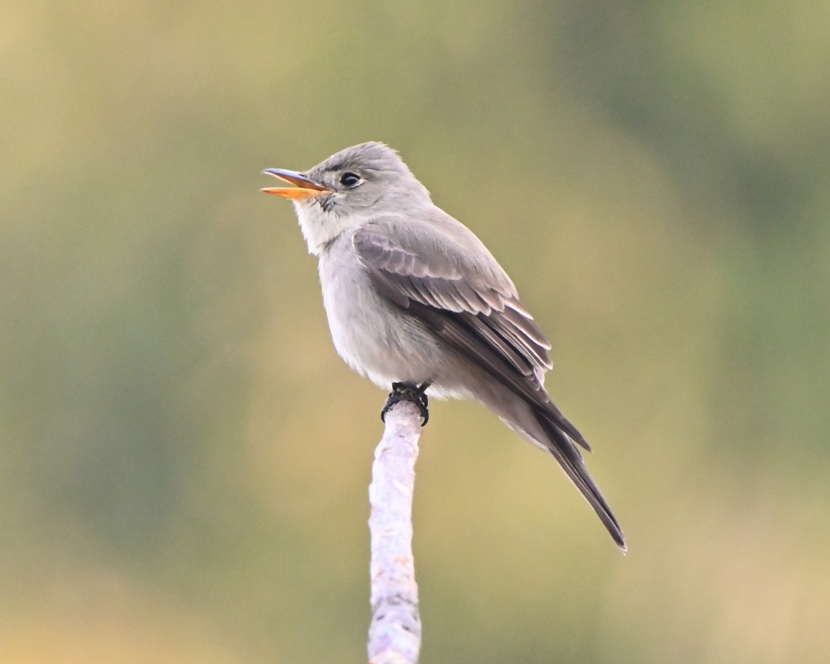 Western Wood-Pewee - ML330807701