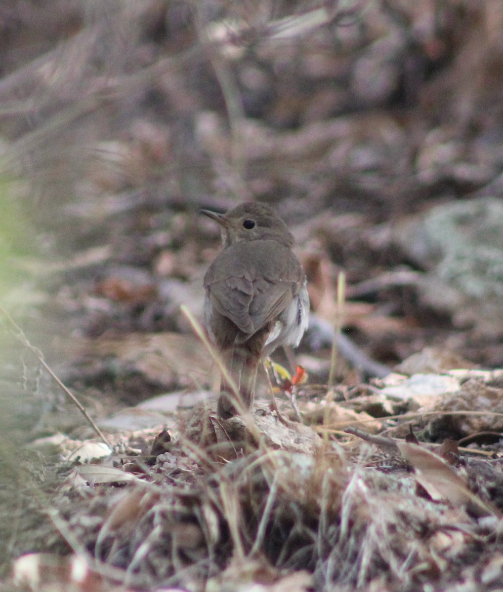 Hermit Thrush - ML330807841