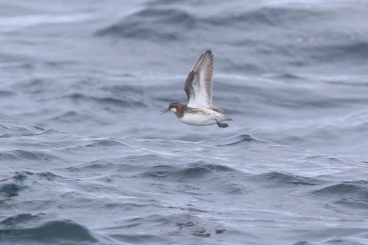 Red-necked Phalarope - mario balitbit