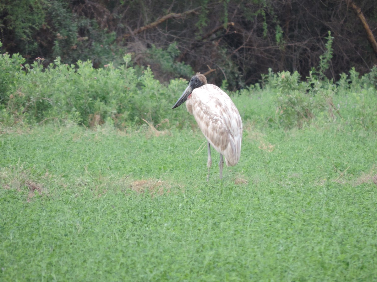 Jabiru - ML330810211
