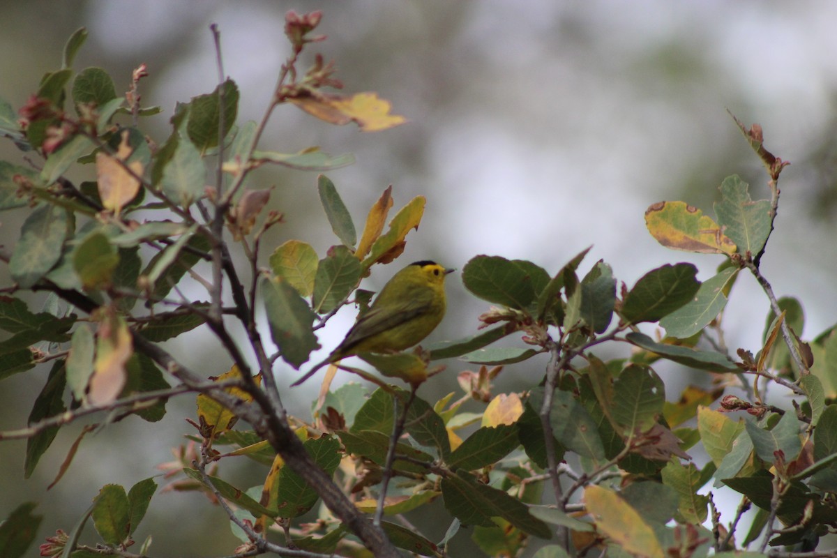 Wilson's Warbler - ML330810521