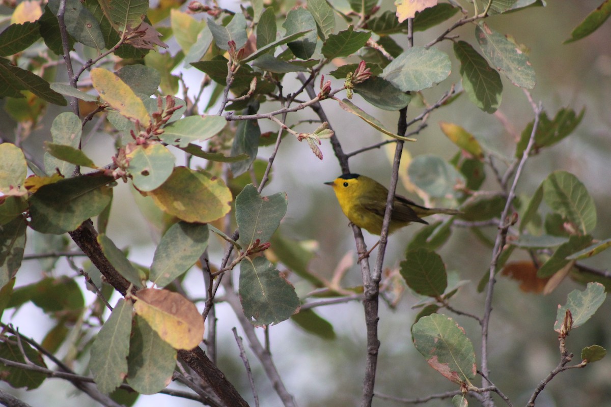 Wilson's Warbler - ML330810671