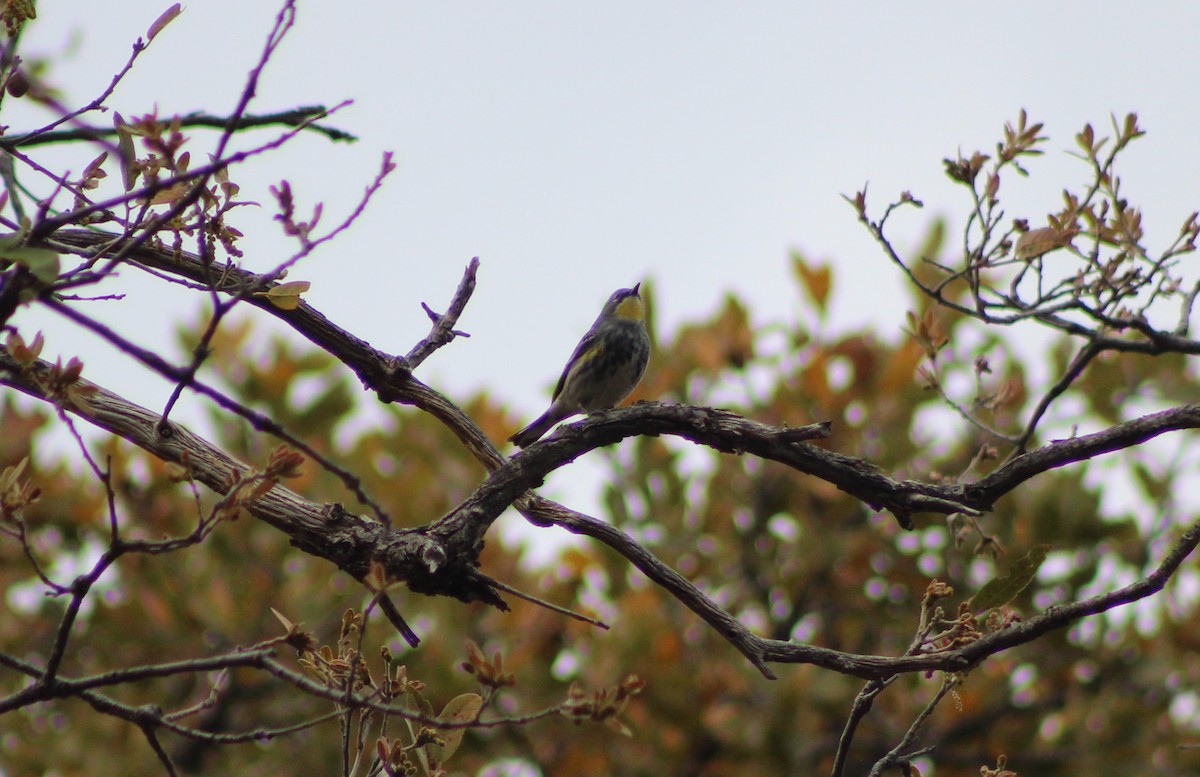 Yellow-rumped Warbler - ML330811101