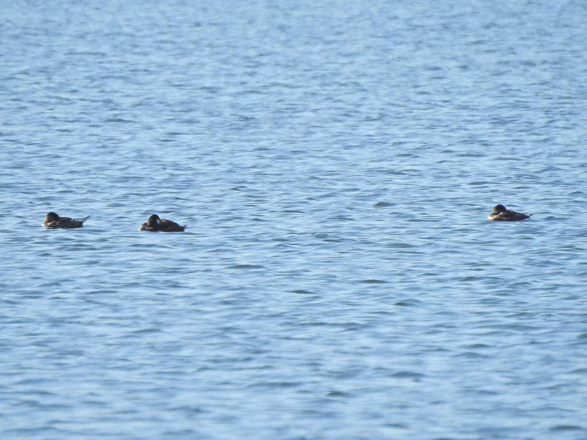 Ruddy Duck - Matthew Dudziak