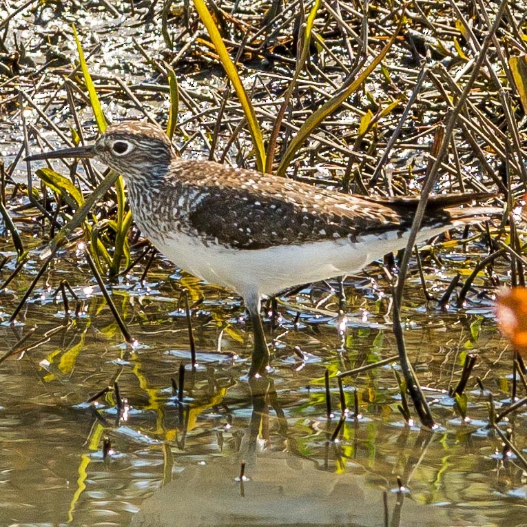 Solitary Sandpiper - ML330811481