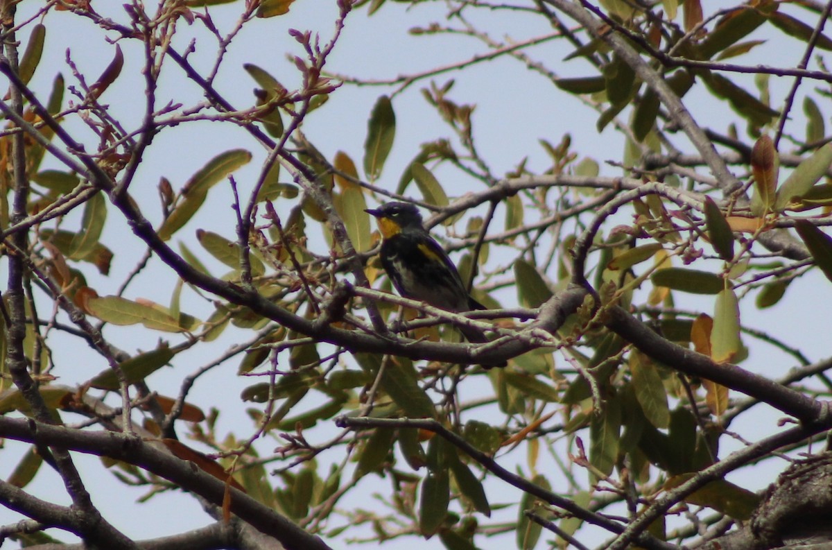 Yellow-rumped Warbler - ML330812281