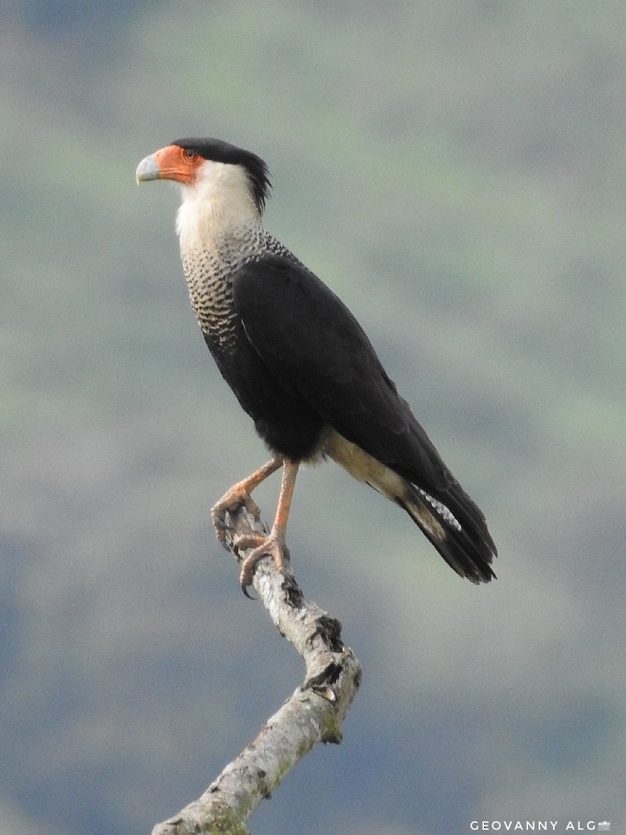 Caracara Carancho (norteño) - ML330813041