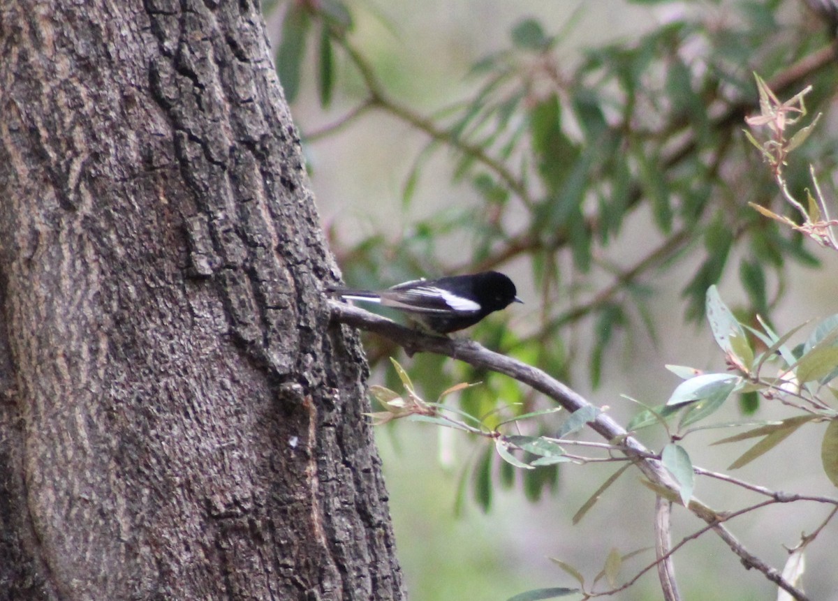 Painted Redstart - ML330813341