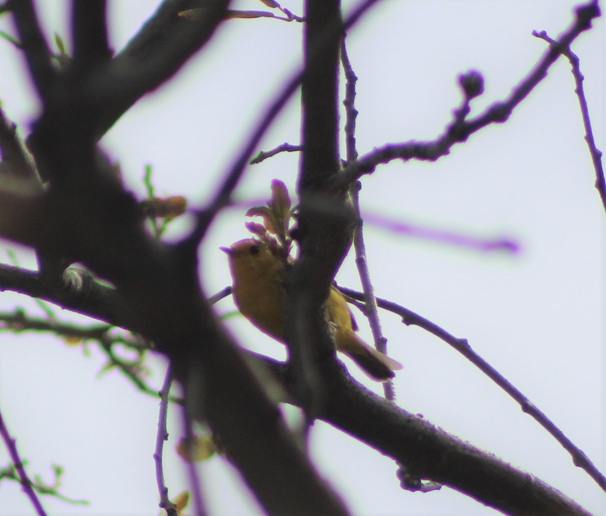 Yellow Warbler - ML330813801