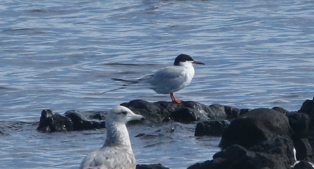 Forster's Tern - Mark  Ludwick