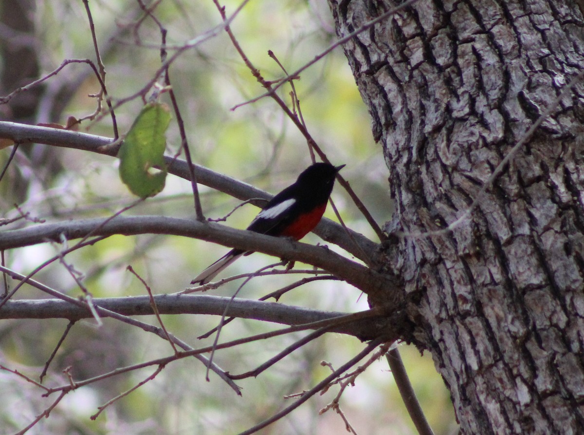 Painted Redstart - ML330814871