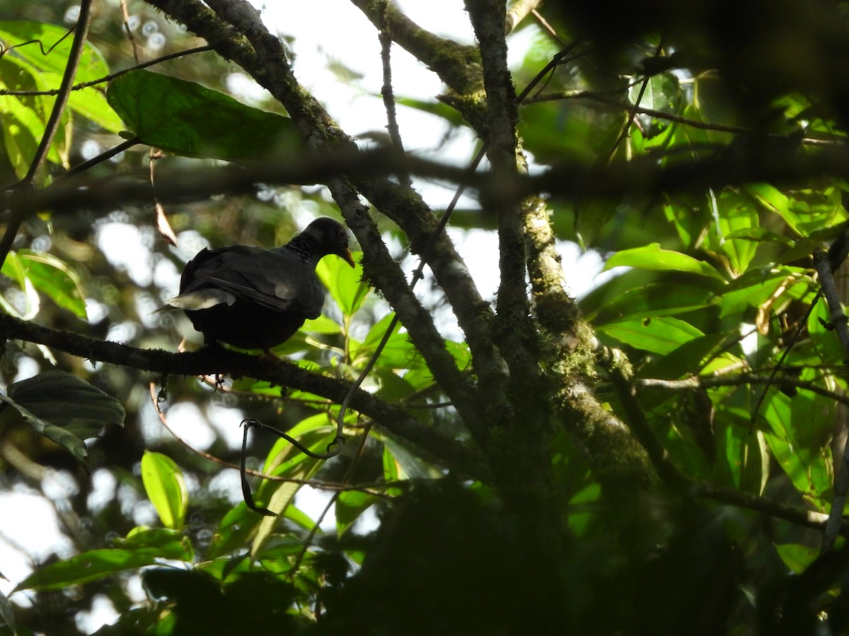 Band-tailed Pigeon - ML330815771