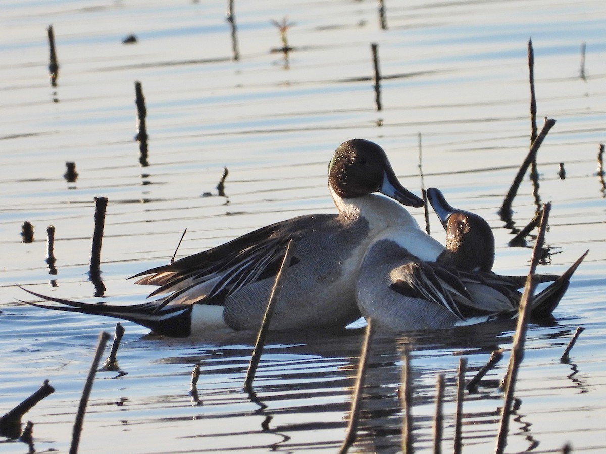Northern Pintail - Laetitia Rodet