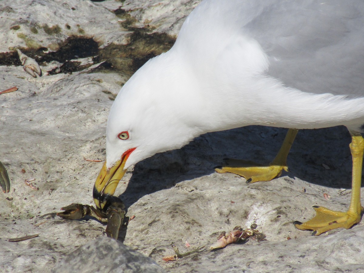 Ring-billed Gull - Emma  Gignac