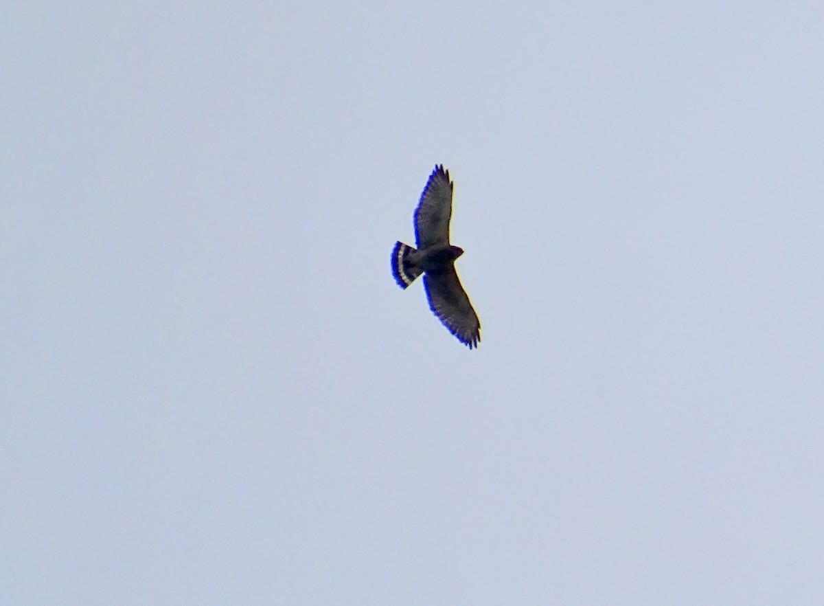 Broad-winged Hawk - Patrick Ready