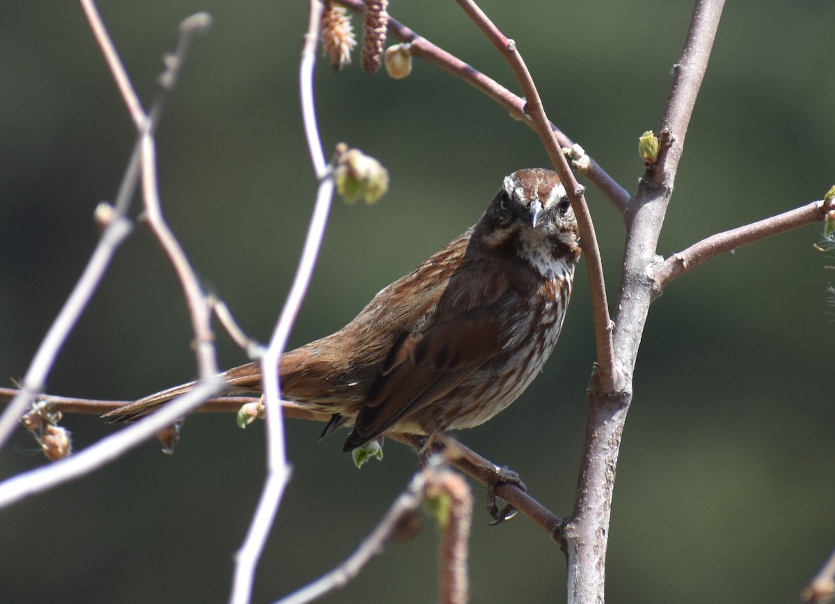 Song Sparrow - ML330825661