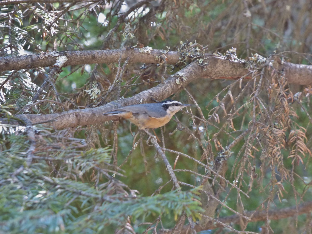 Red-breasted Nuthatch - ML33082631