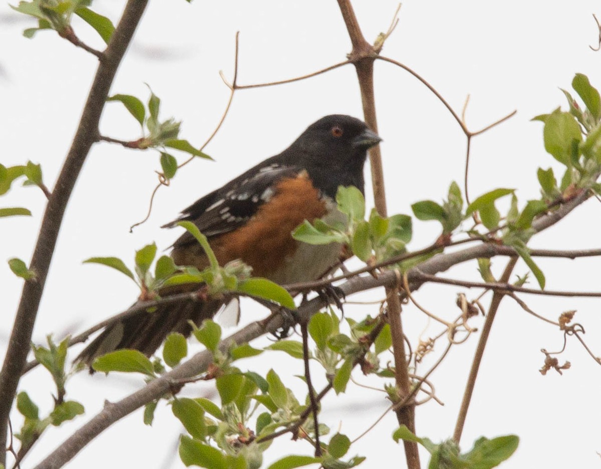 Fleckengrundammer [maculatus-Gruppe] - ML330826651