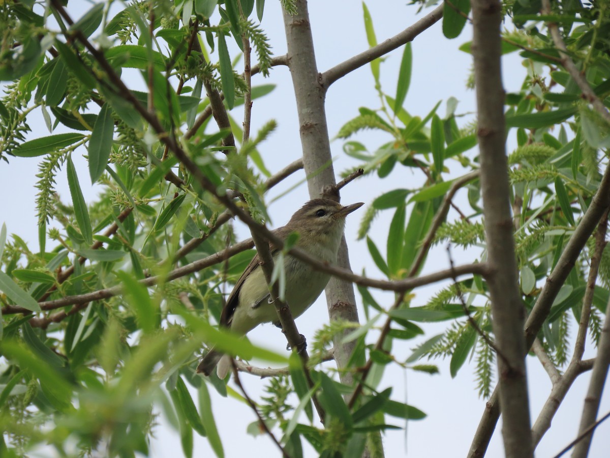 Warbling Vireo - David Trissel