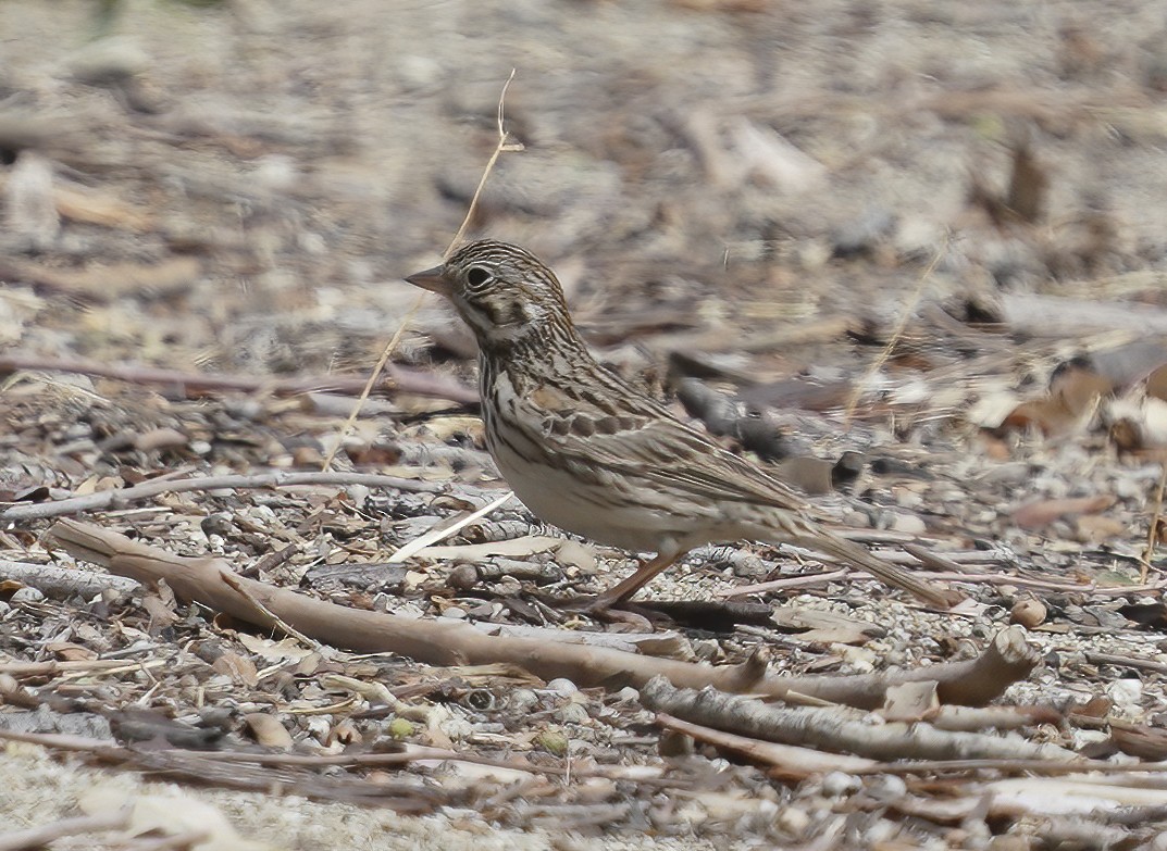 Vesper Sparrow - ML330829501