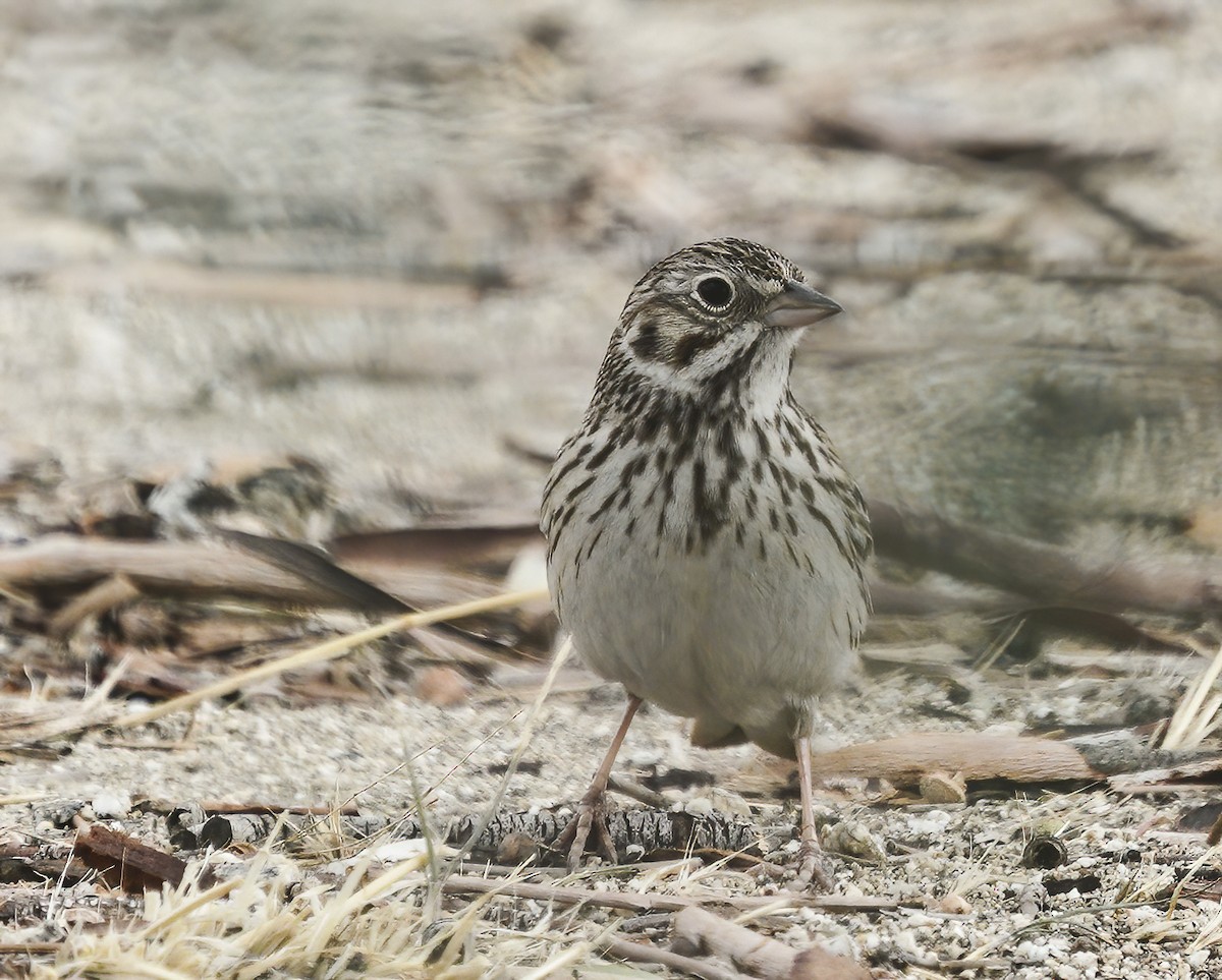 Vesper Sparrow - ML330829571