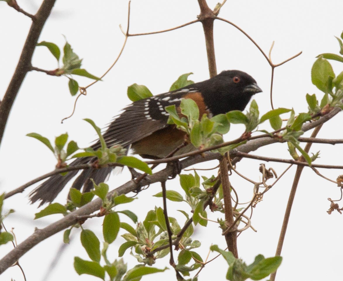 Fleckengrundammer [maculatus-Gruppe] - ML330830051