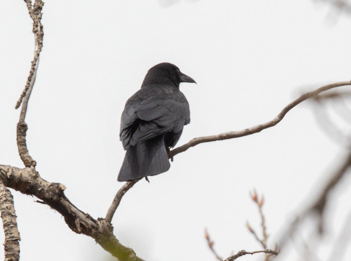 Amerikakrähe - ML330830941