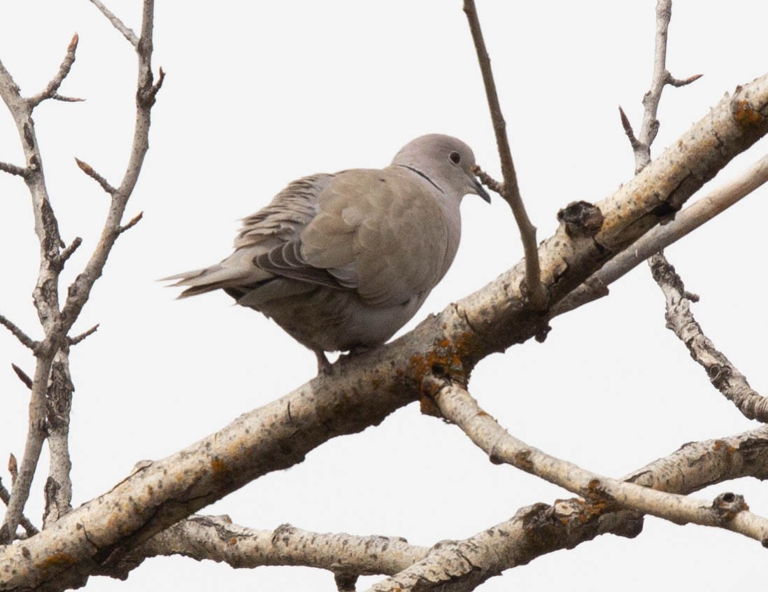 Türkentaube - ML330831261