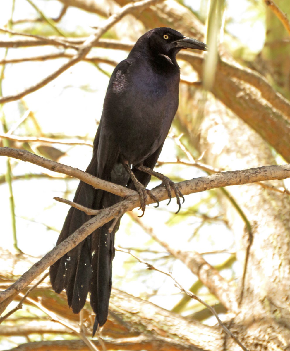 Great-tailed Grackle - Diane Drobka