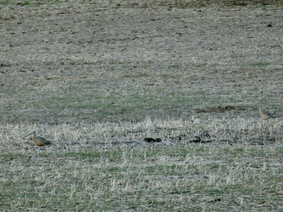 Long-billed Curlew - ML330832791