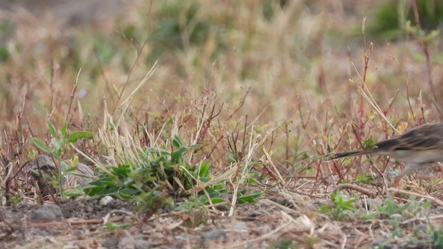 African Pipit - ML330833361