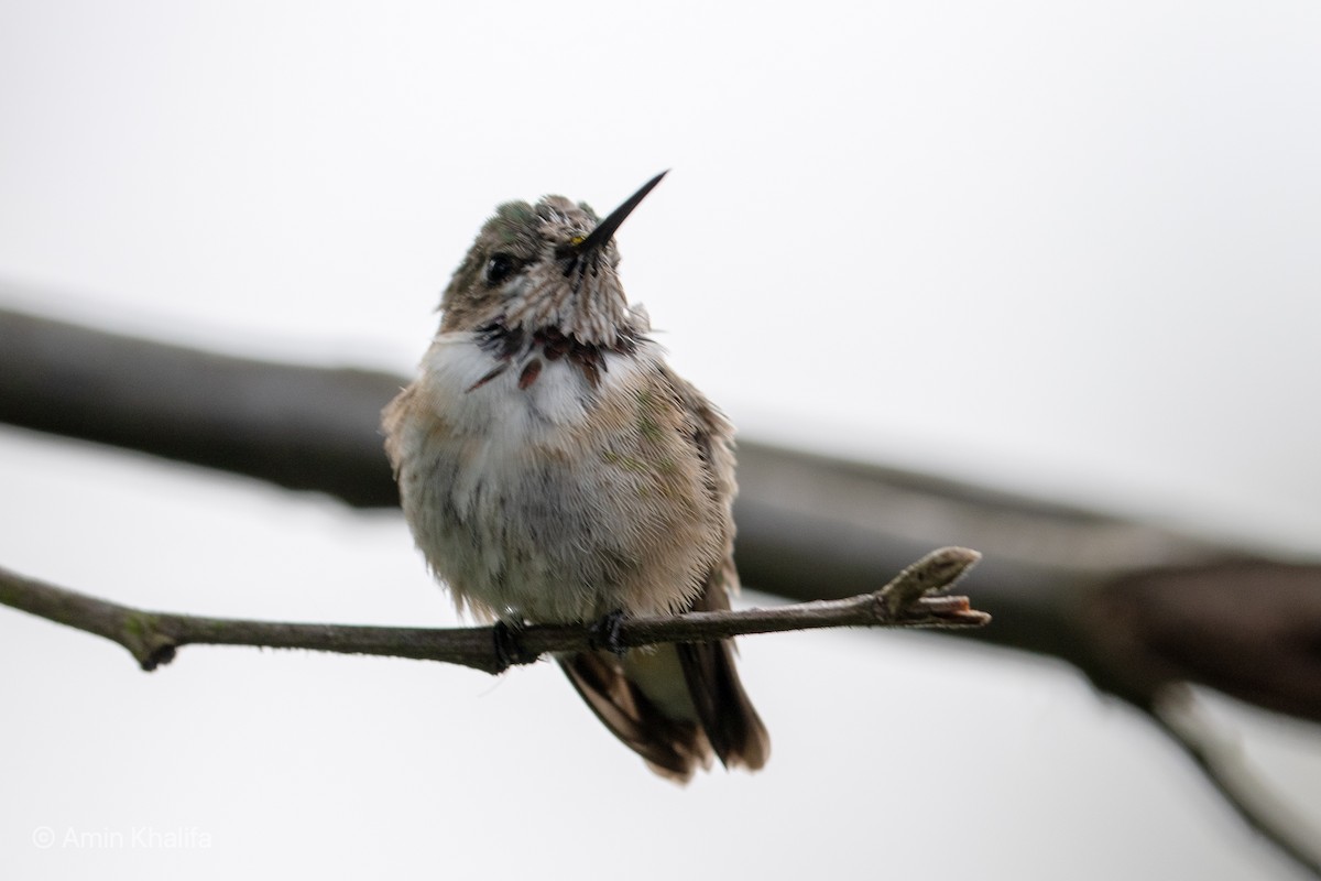 Calliope Hummingbird - ML330835221