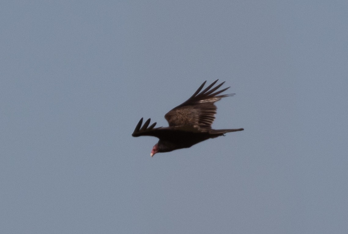Turkey Vulture - Lindy Fung
